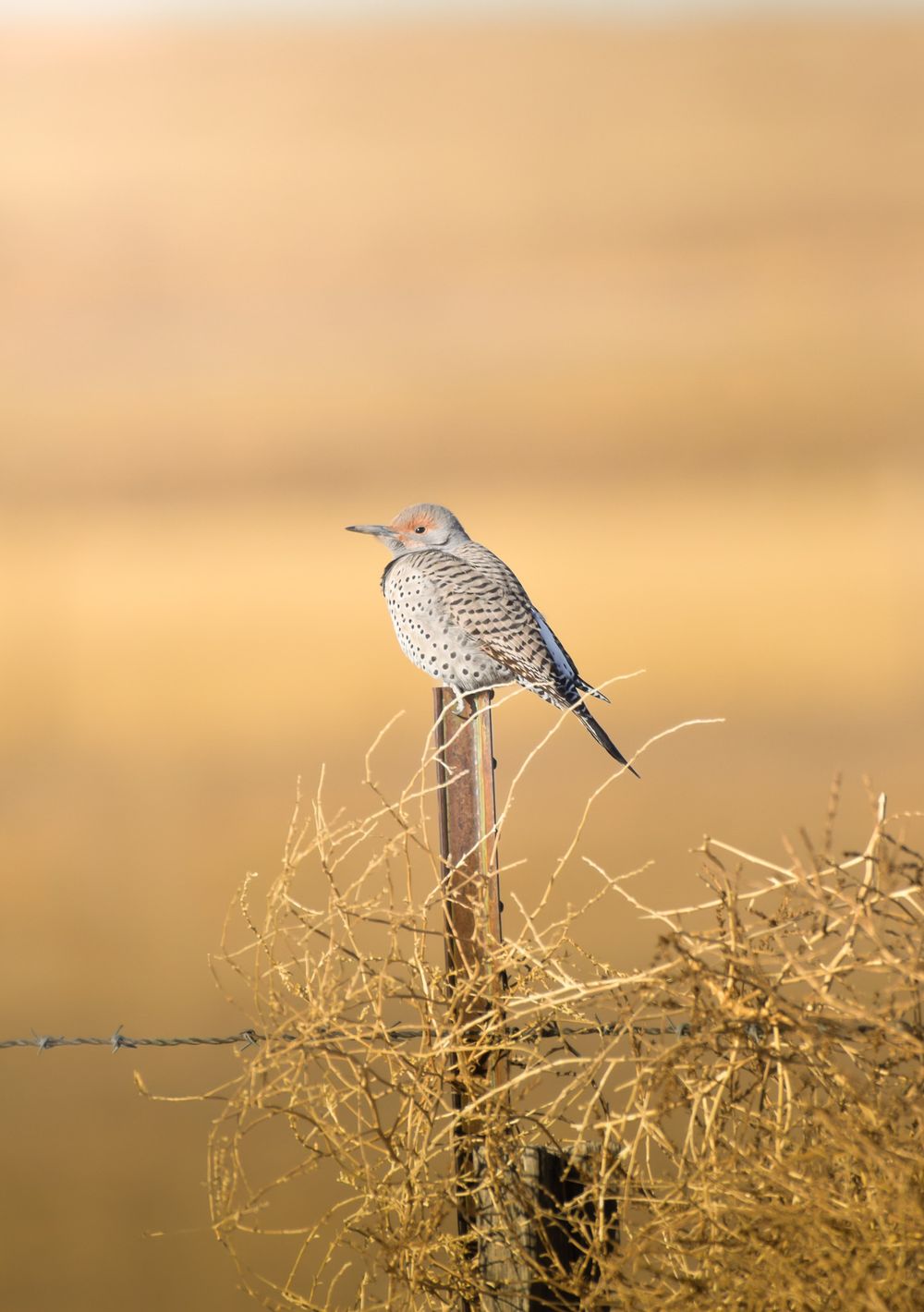 A Northern Flicker bird perches on a fence post against a golden sunset background in a desert landscape.