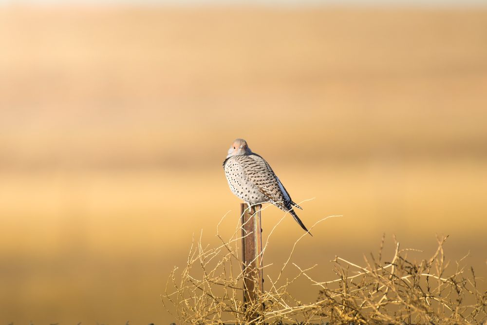 A Northern Flicker bird perched on a wooden post against a golden sunset background in a prairie field.