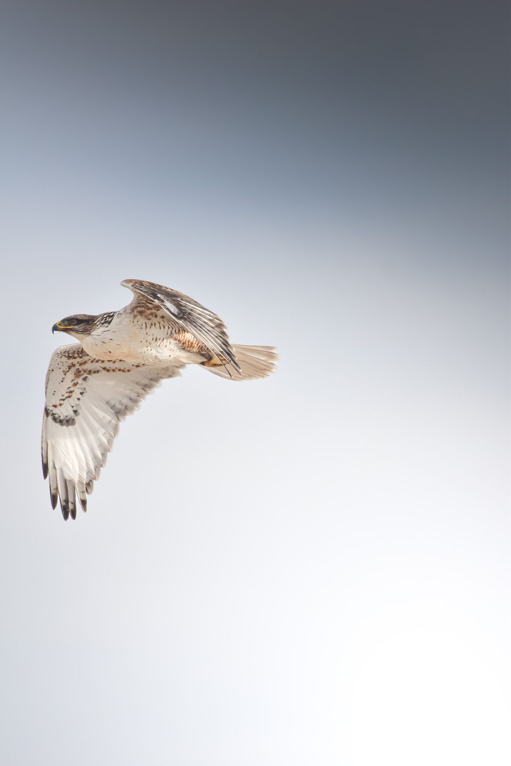 A sequence of photos showing a seagull in flight with its wings spread against a misty gray background.