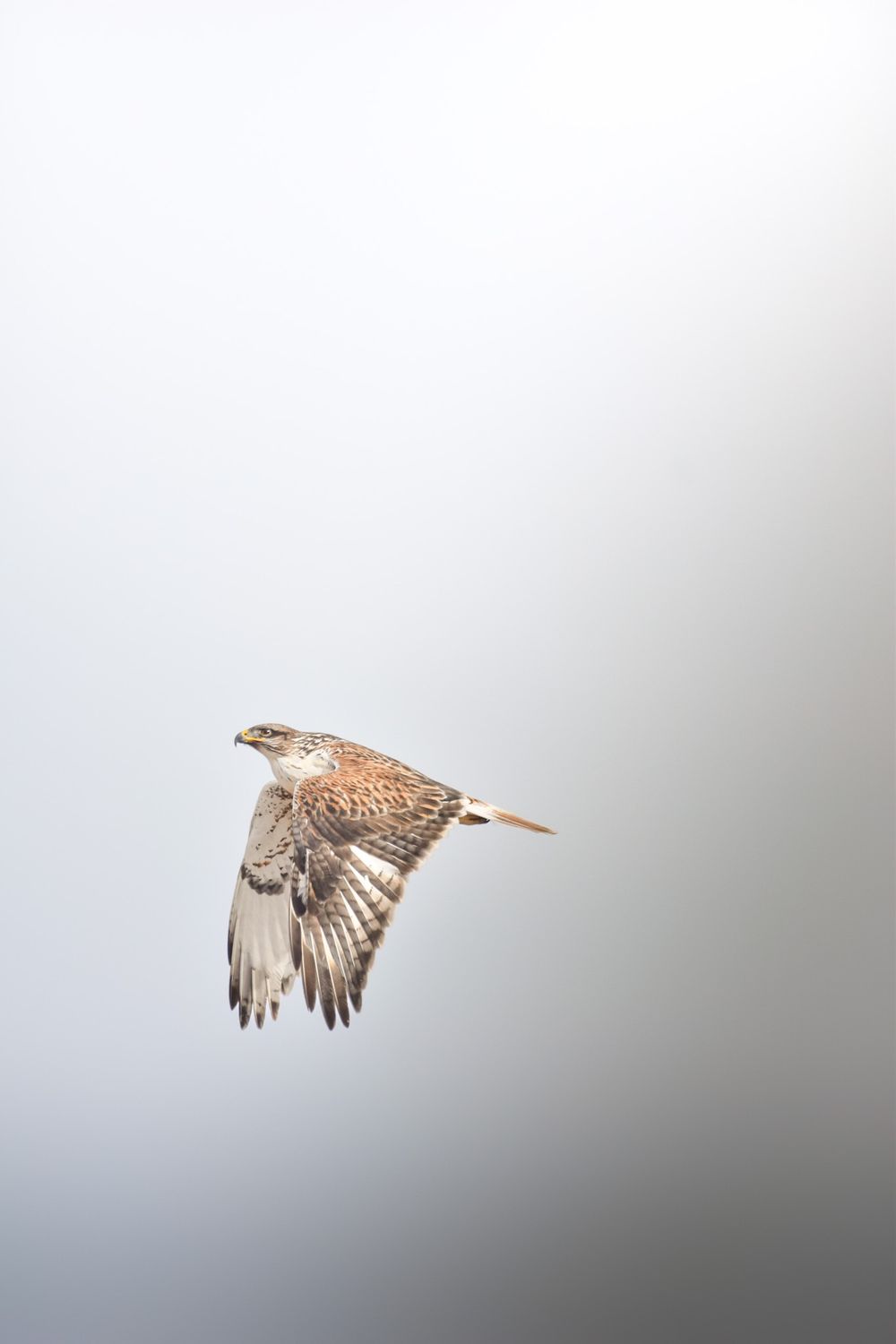 A majestic hawk soars through misty gray skies with its wings spread wide in flight.