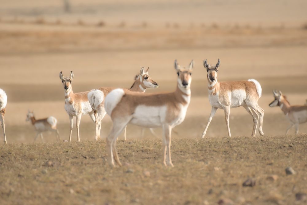 A group of pronghorn antelope standing alert in a dusty field during golden hour.