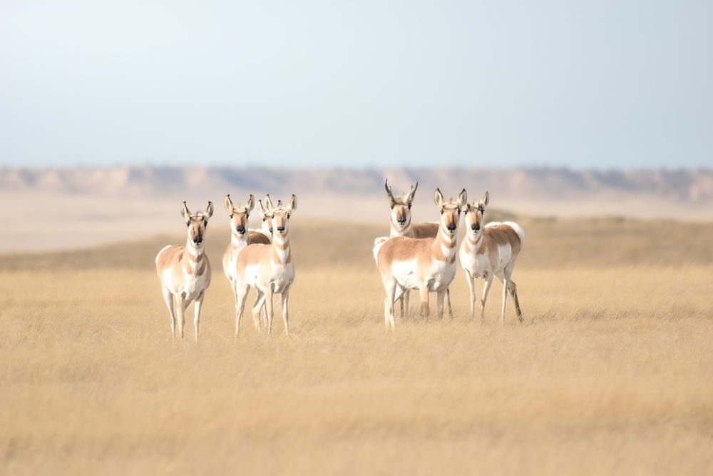 A herd of pronghorn antelope grazes together on the open plains during a sunny day.