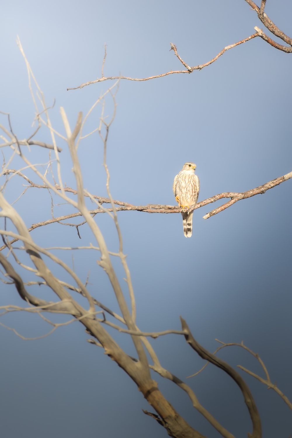 A series of images showing a bird perched on bare tree branches against a blue sky background.