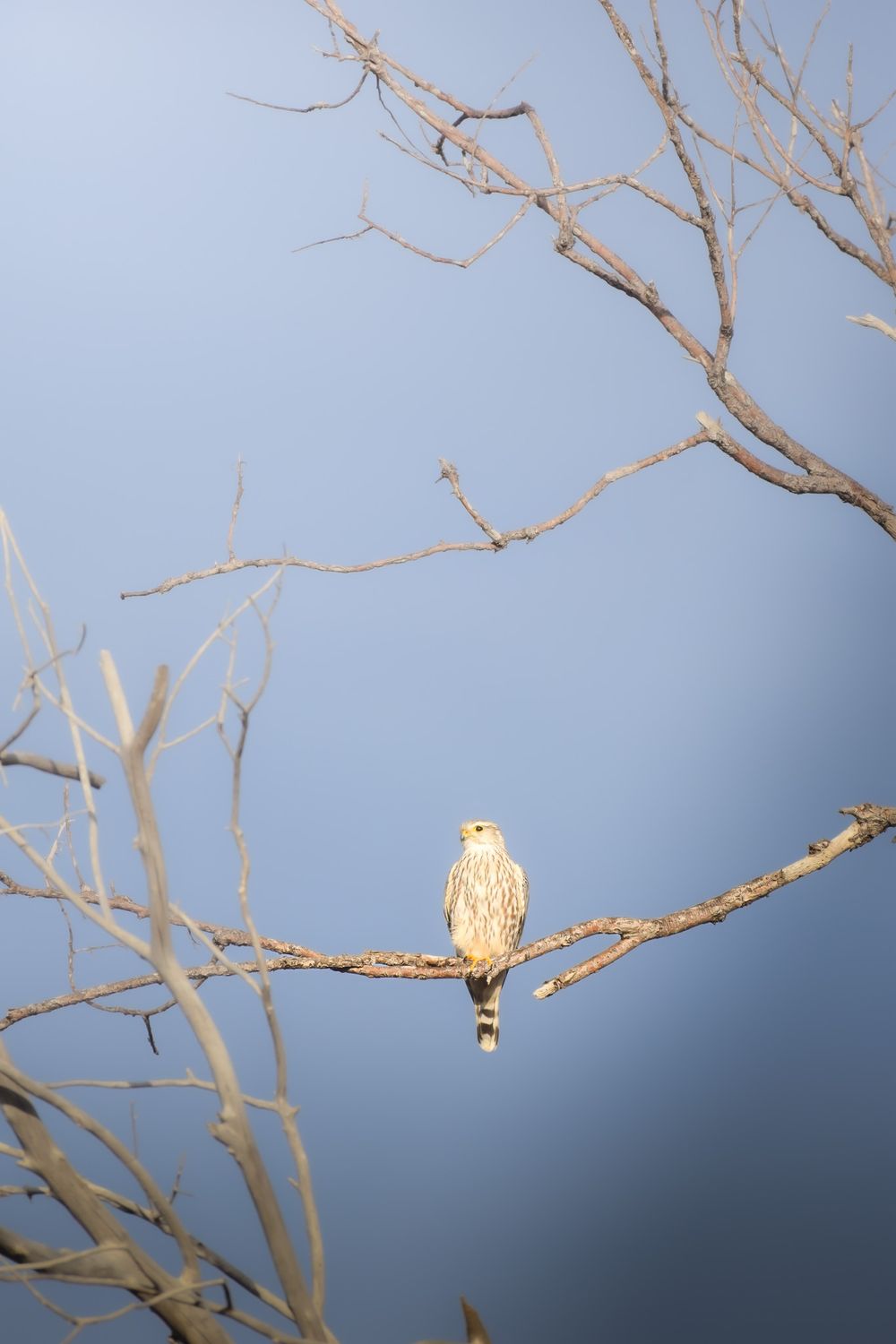 A hawk perched on bare winter tree branches against a cloudy blue sky.
