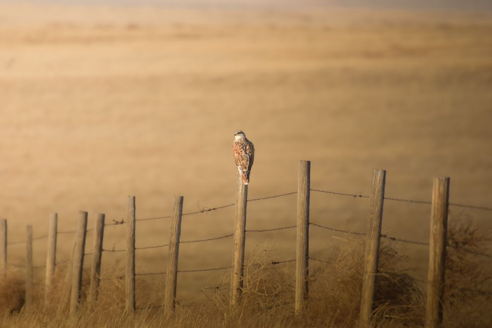 A solitary bird sits on a wooden fence post in a golden prairie landscape at dusk.
