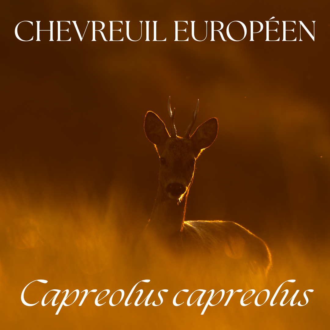 European roe deer silhouetted against warm golden sunlight in nature with scientific name Capreolus capreolus.