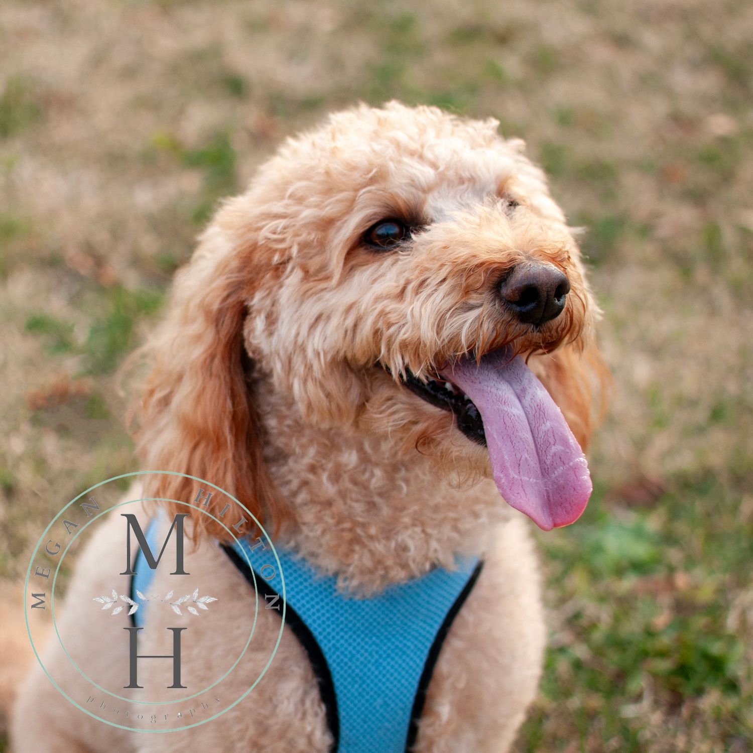Mini goldendoodle dog photo