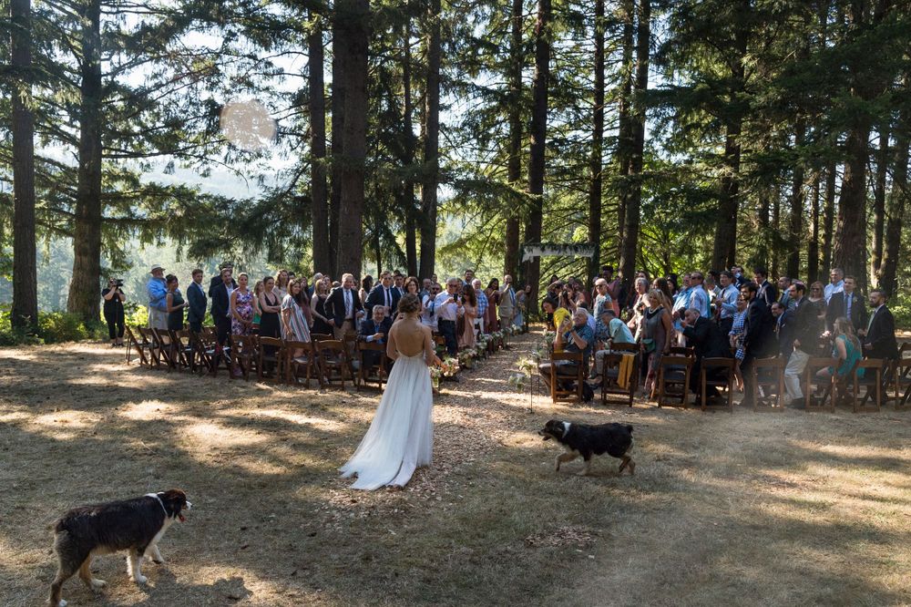 Bride walks down rustic outdoor aisle surrounded by tall pine trees with two dogs nearby.