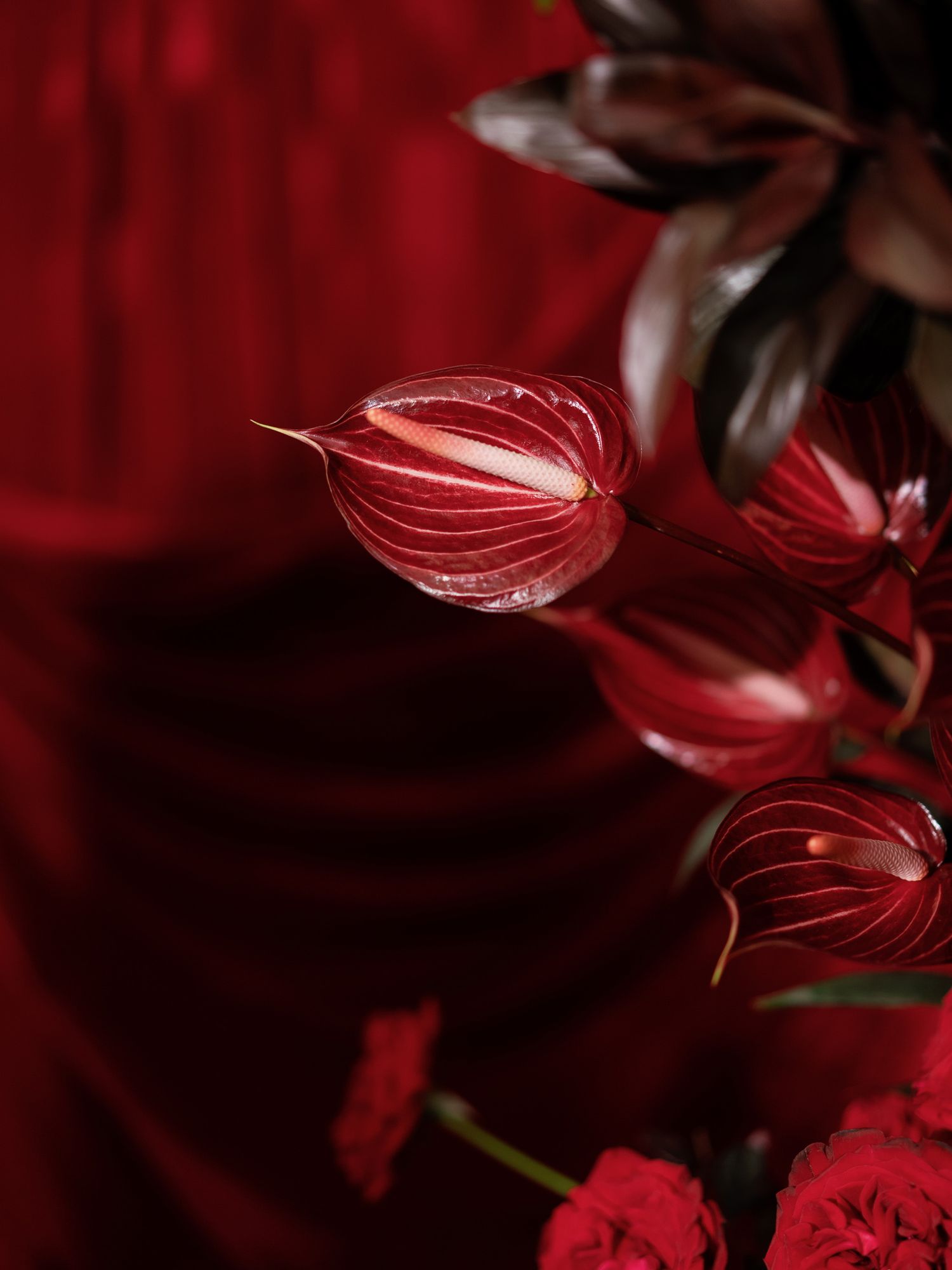Close-up of deep red tulip buds against a dark red background.