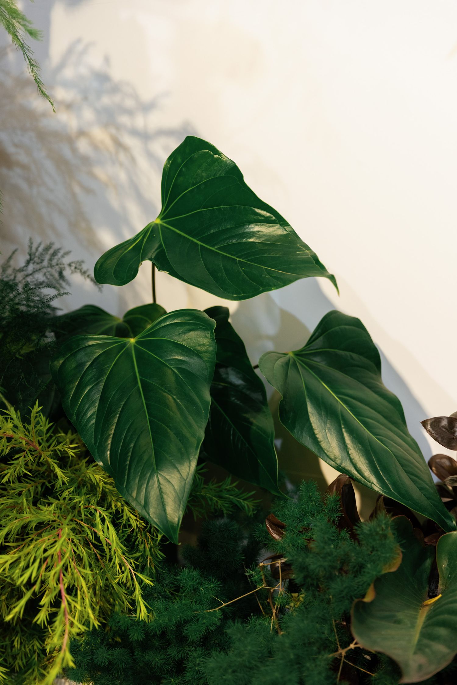 Large green philodendron leaves creating a tropical backdrop.