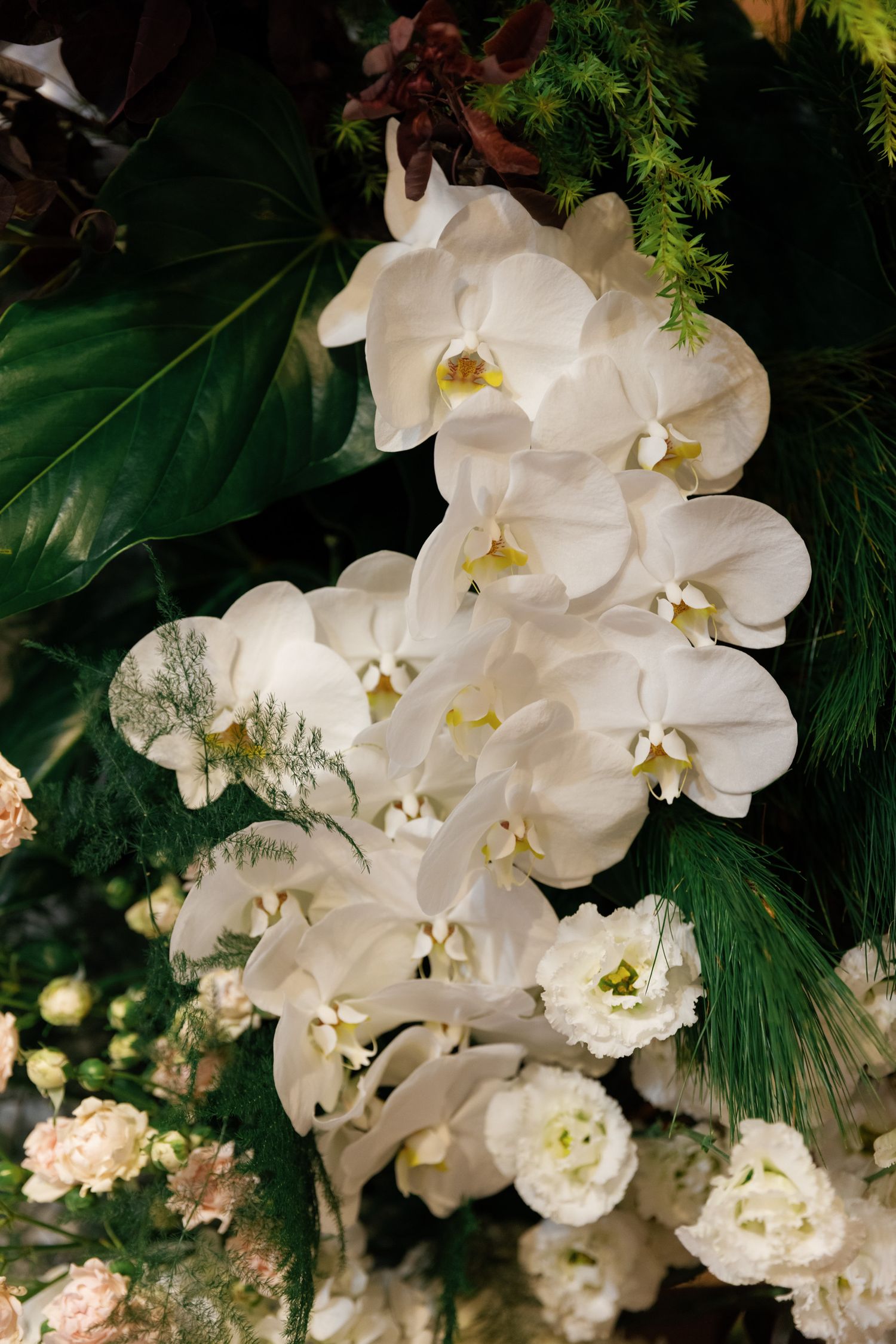 White phalaenopsis orchids arranged with lush green foliage.