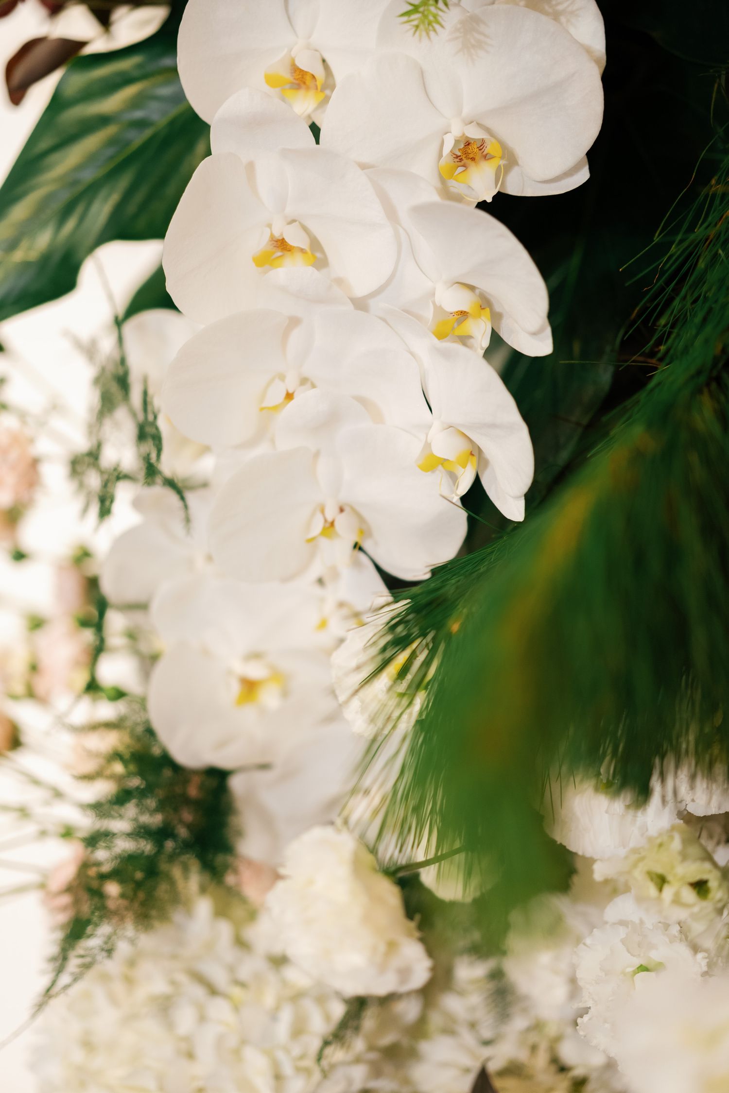 Close-up of pristine white phalaenopsis orchids with yellow centers.