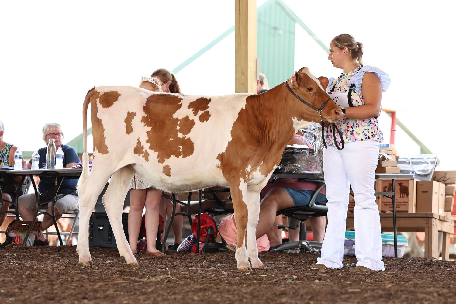 Dairy Show, Showmanship