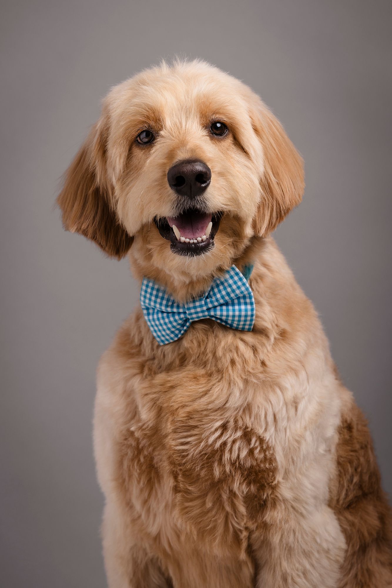 An adorable golden retriever puppy wearing a blue and white checkered bow tie poses expressively in a portrait series.