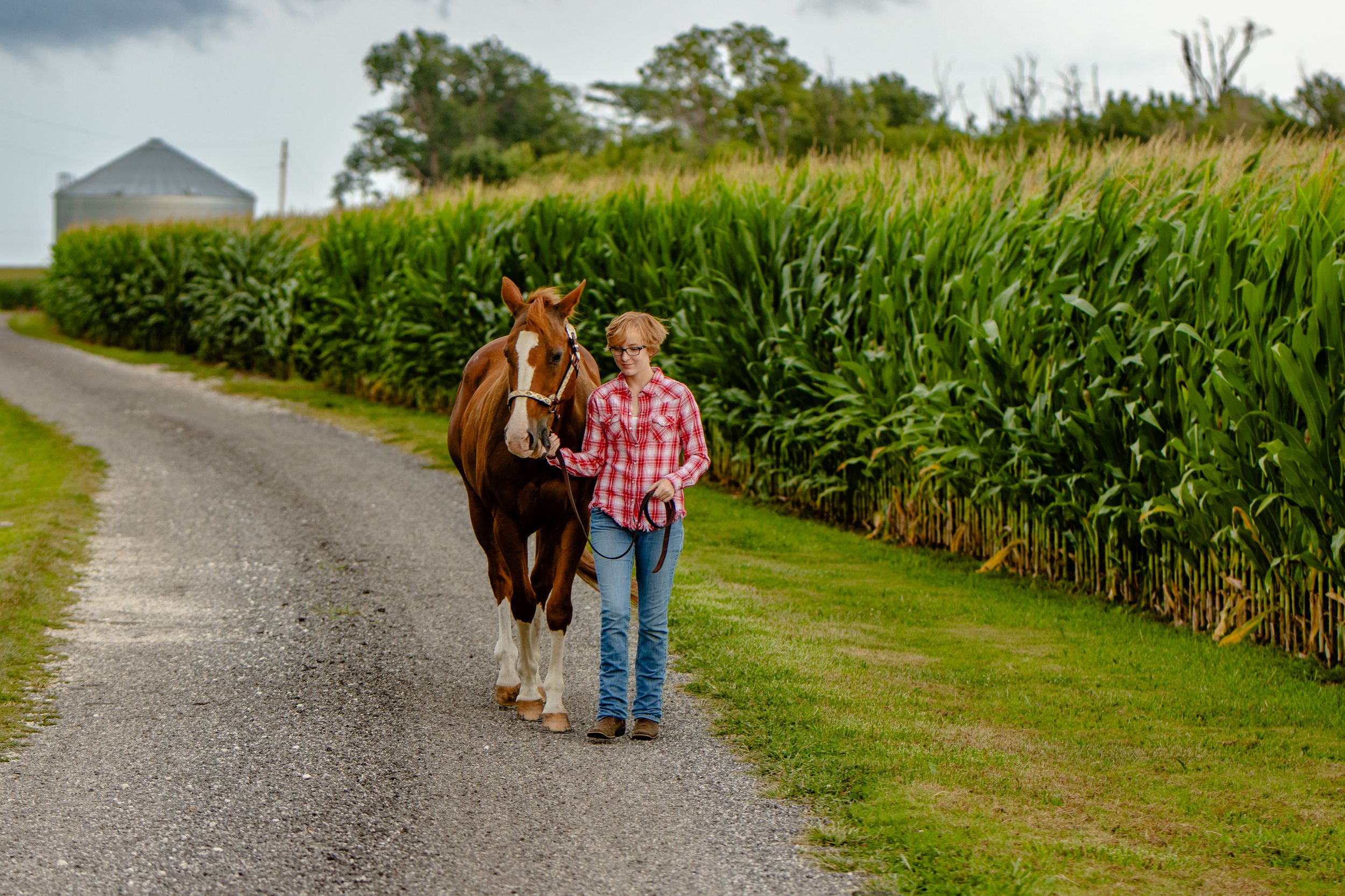 Person walking with brown horse along rural road next to tall cornfield. Senior girl walking horse and smiling.
