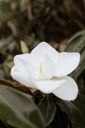 Delicate white camellia flowers with glossy dark green leaves photographed at various angles in nature.