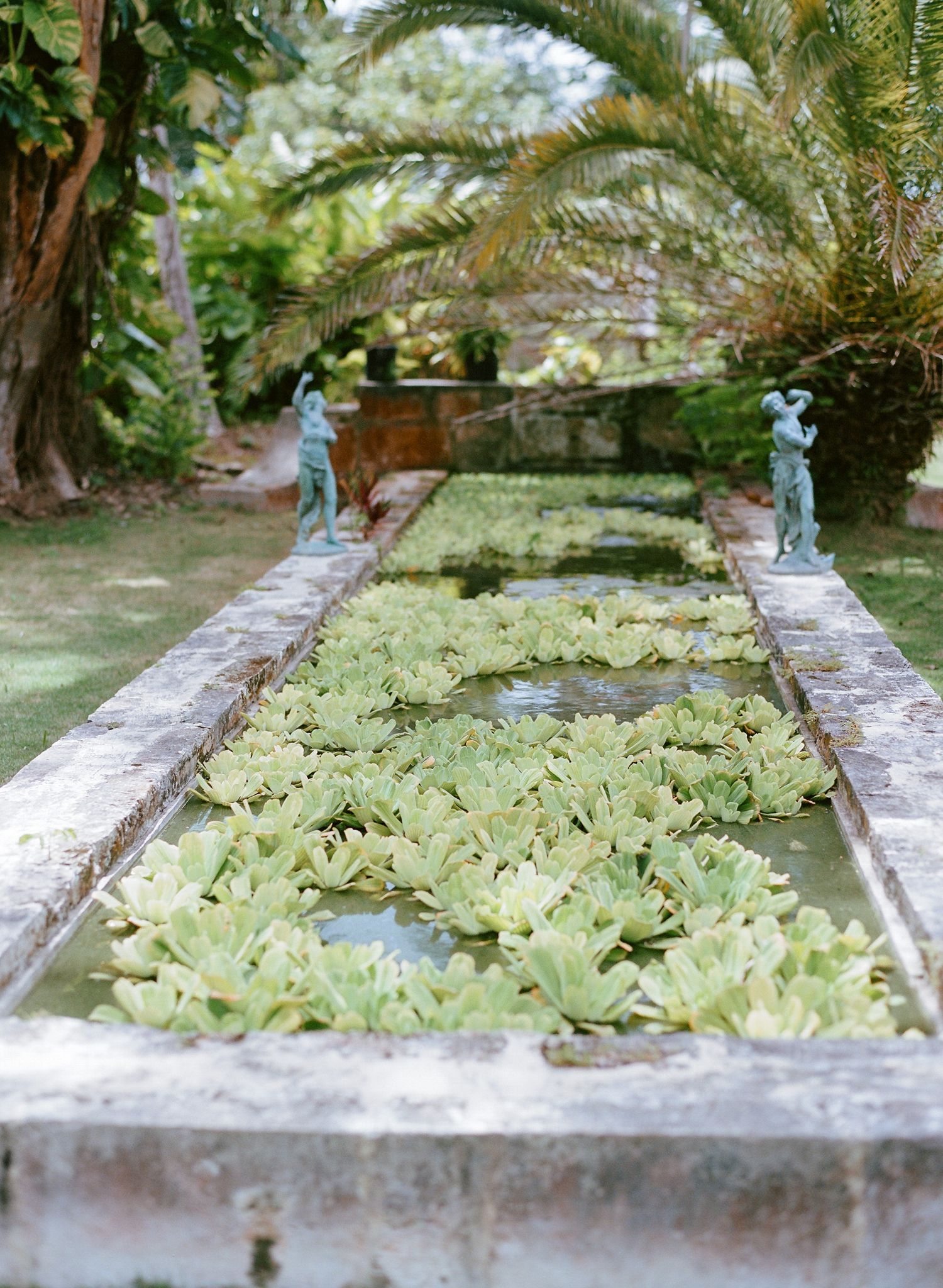 Fresh tobacco leaves laid out to dry on a rustic concrete surface in a lush garden setting.