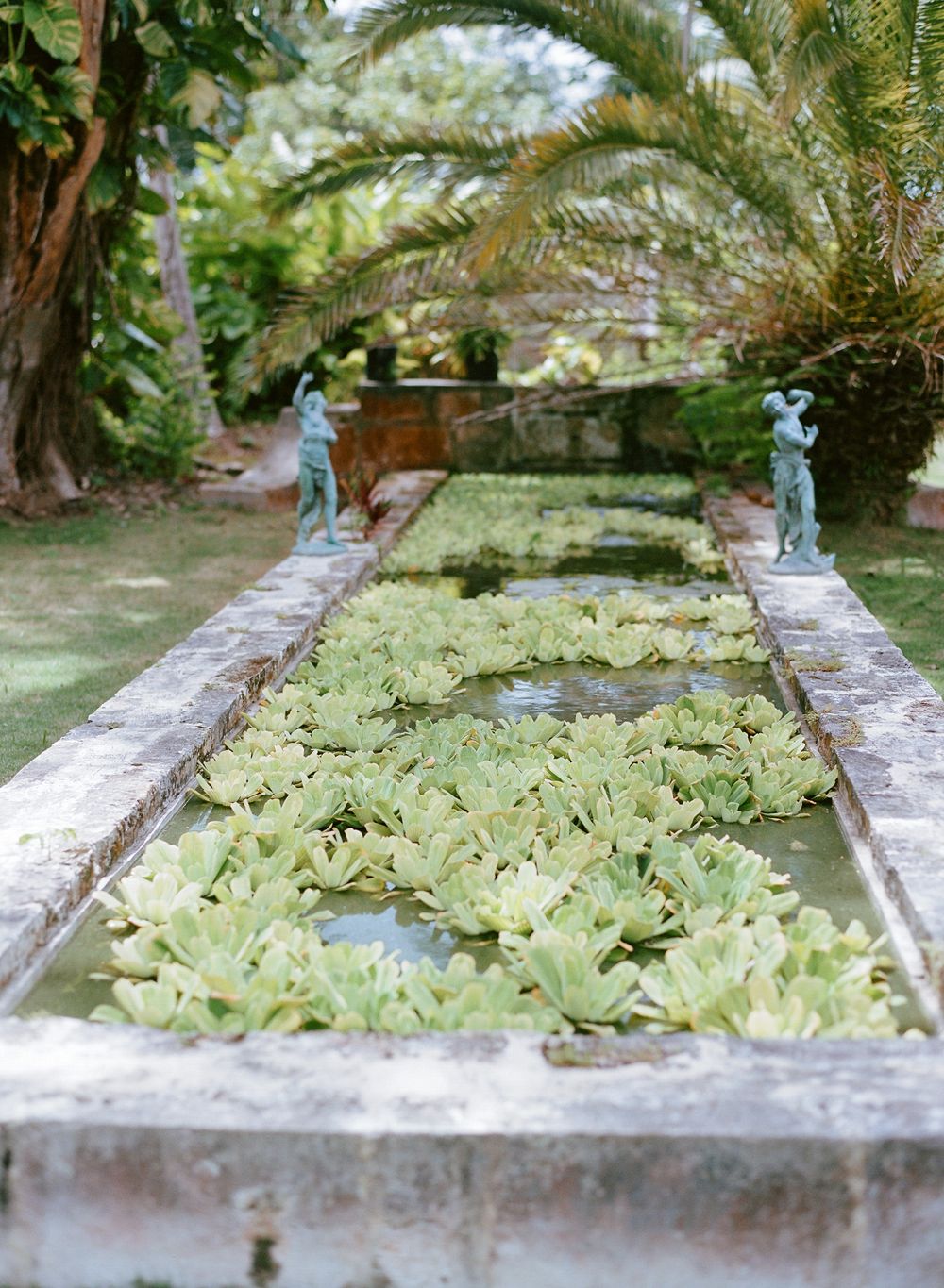 Fresh tobacco leaves laid out to dry on a rustic concrete surface in a lush garden setting.