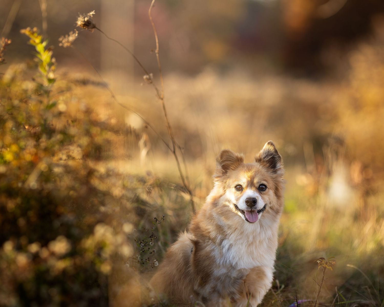Professional photo of a dog