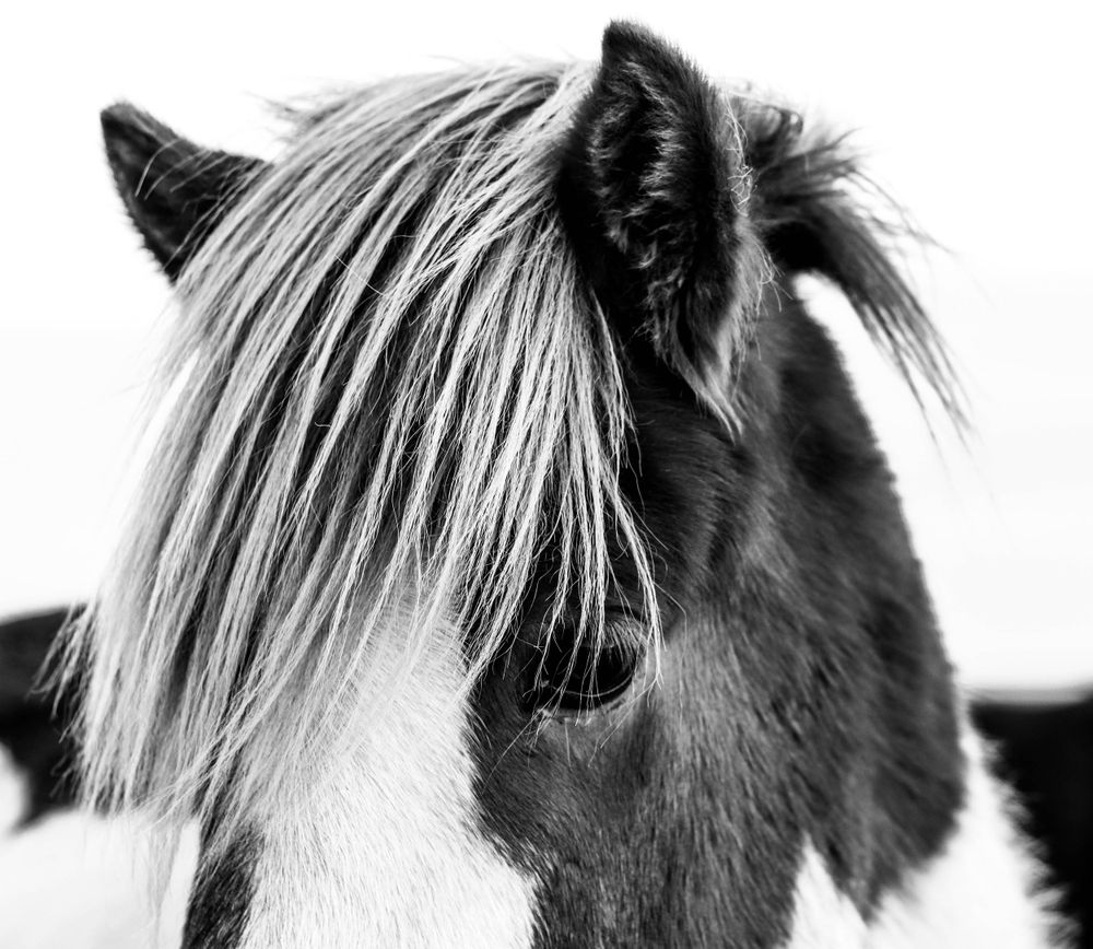 Black and white photograph of an Icelandic horse