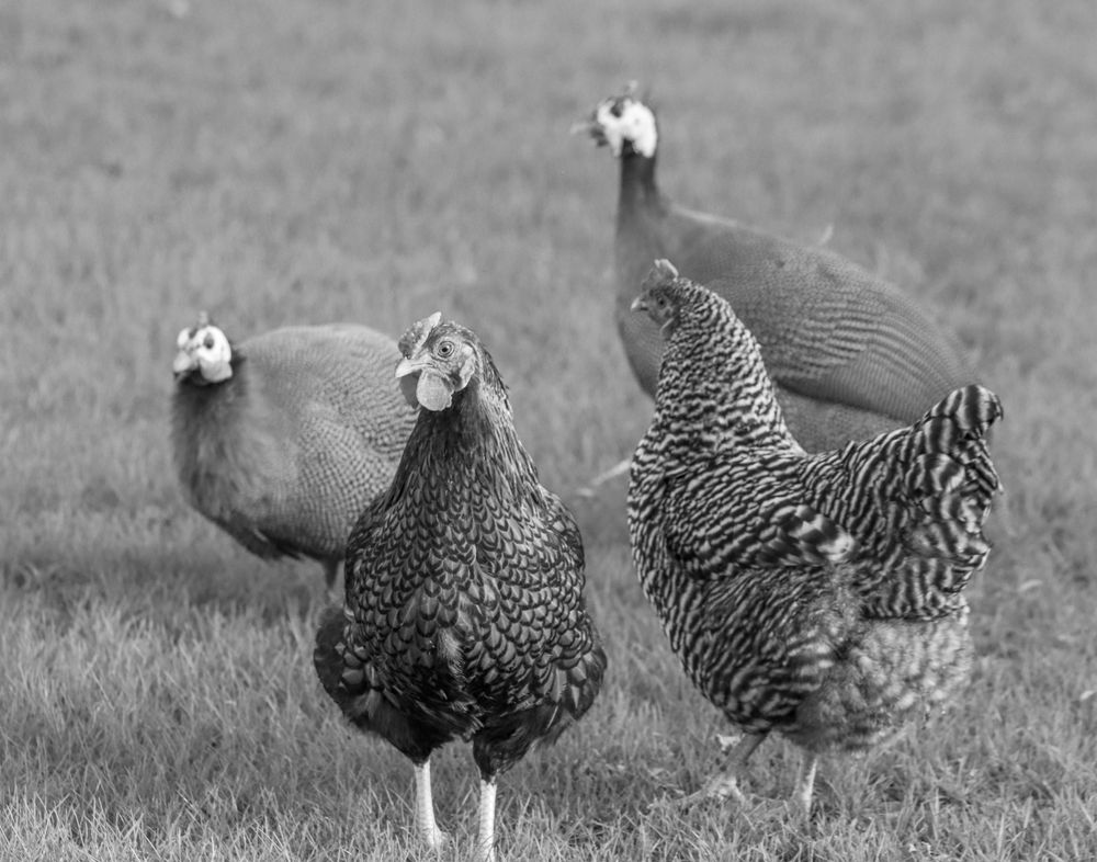 Four guinea hens on a lawn