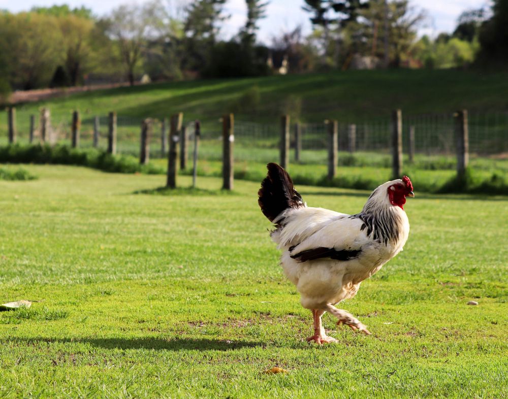 Photograph of a rooster walking across the farmyard