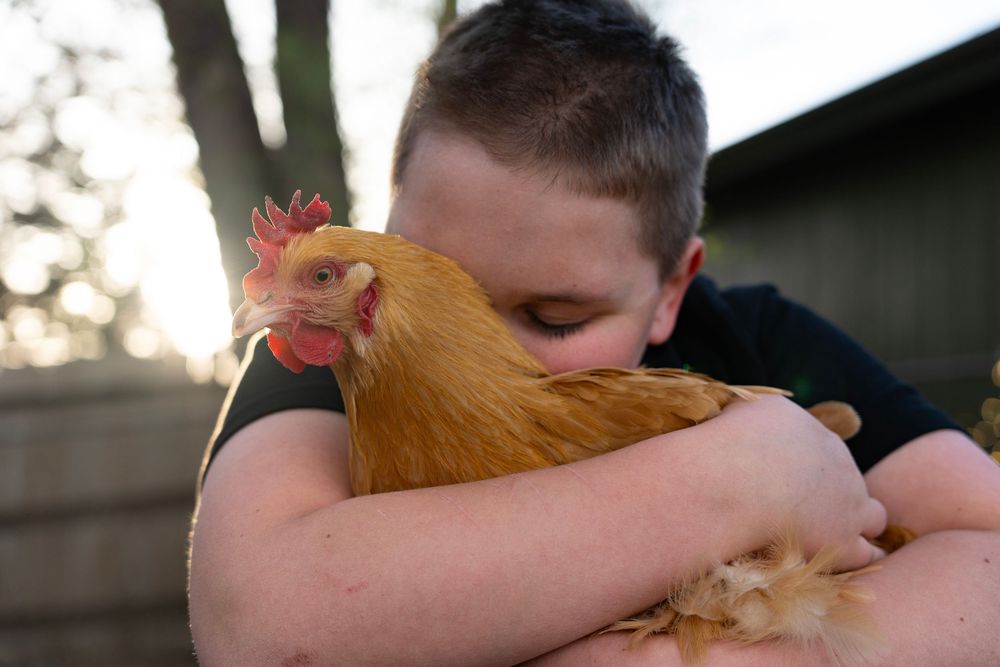 A golden brown chicken is held and cuddled by someone wearing a black shirt at sunset. Family photos Colorado