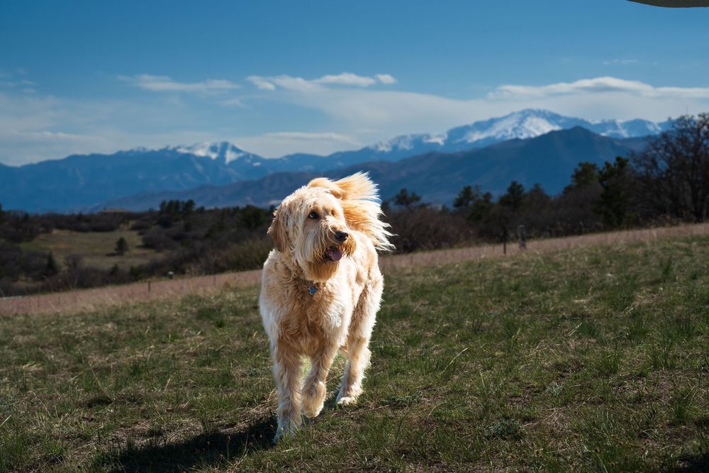 A golden retriever dog explores a scenic mountain landscape on a sunny day with snow-capped peaks in the distance. Family photographer