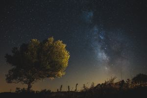 A silhouetted tree stands against a night sky with the Milky Way galaxy visible in the background.