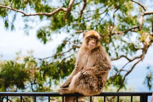 A Barbary macaque monkey sits perched on a railing against a bright blue sky with green trees in the background.