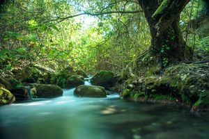 Tranquil forest stream flows over mossy rocks beneath lush green canopy in soft sunlight.