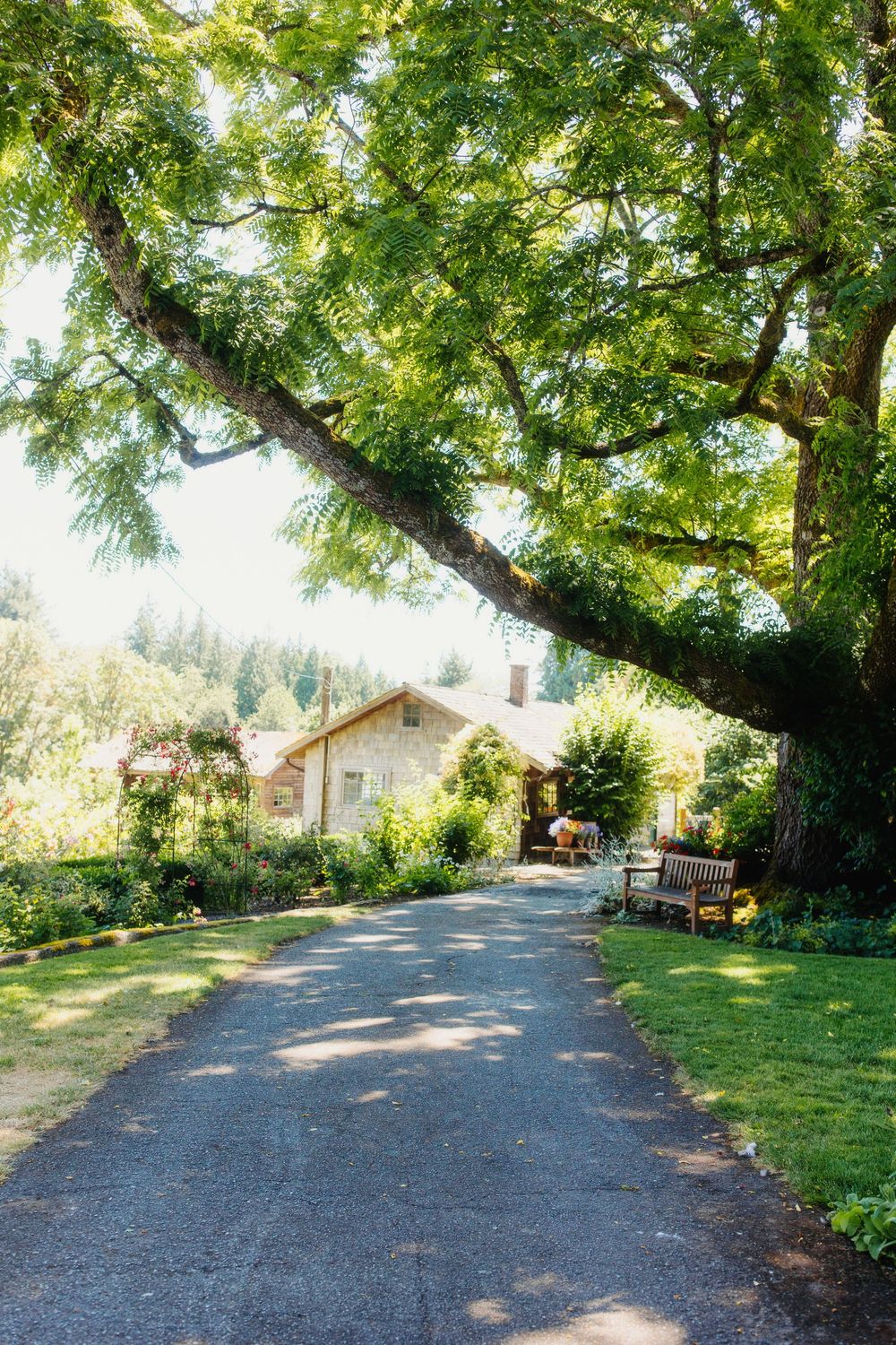 Tree-lined gravel driveway leading to a country house on a sunny day.