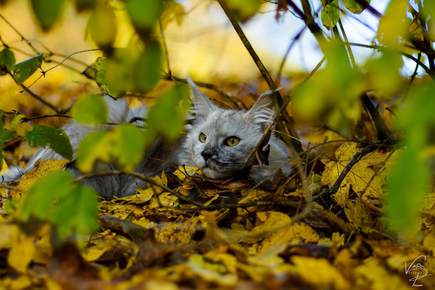 Yellow autumn leaves frame a rustic wooden fence against a soft-focus natural background.