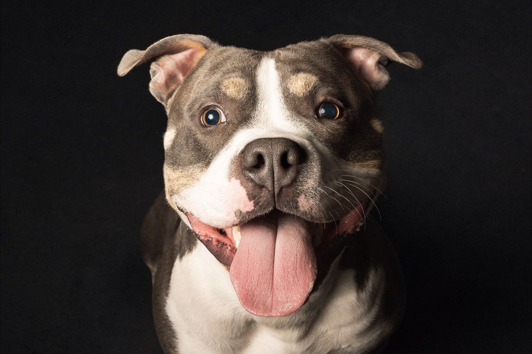 Detailopname van hond in fine-art stijl, studio hondenfotografie