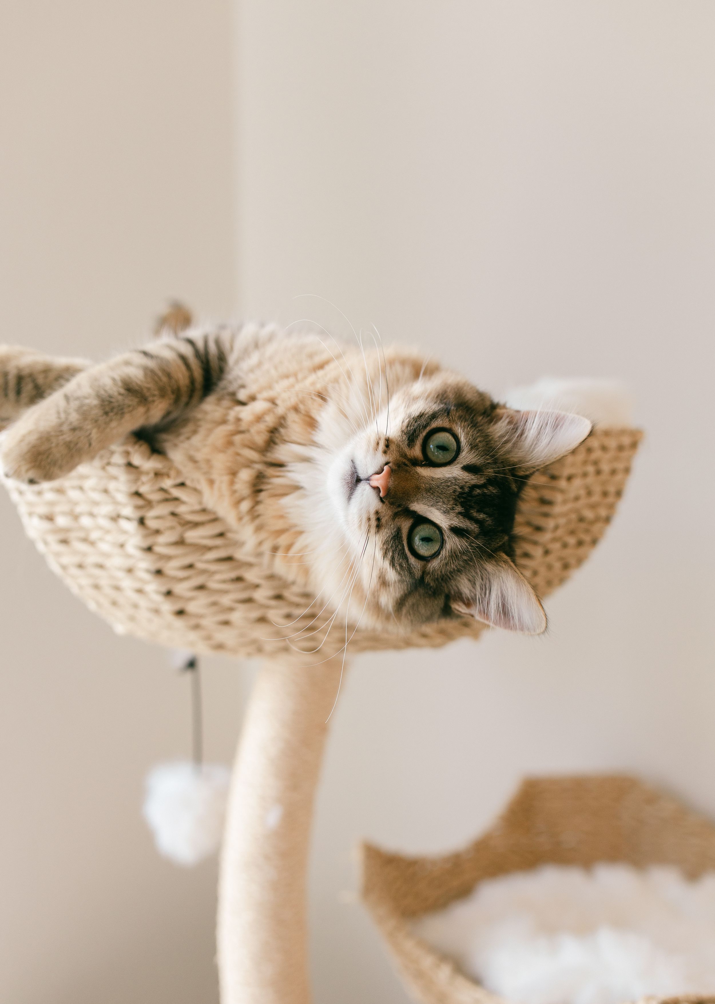 A curious cat peers down from a beige woven cat tree perch, showing playful expressions in multiple angles.