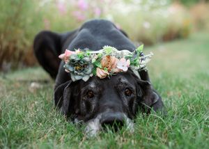 Black dog wearing a pink and white flower crown lies in green grass looking playfully at the camera.