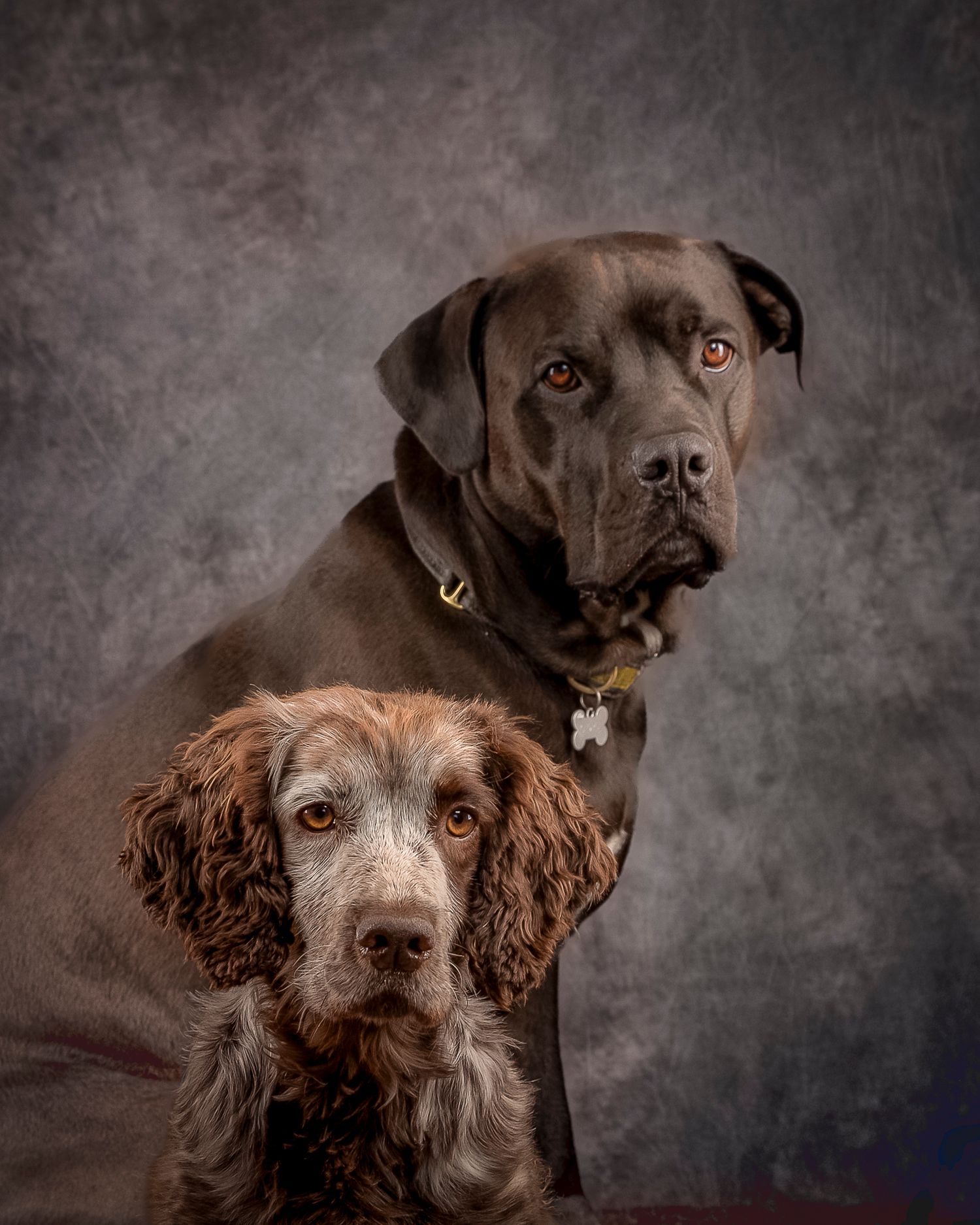 George and Martha. Steve J Evans pet and dog photography in Filey North Yorkshire. Home based shoots or on Location.