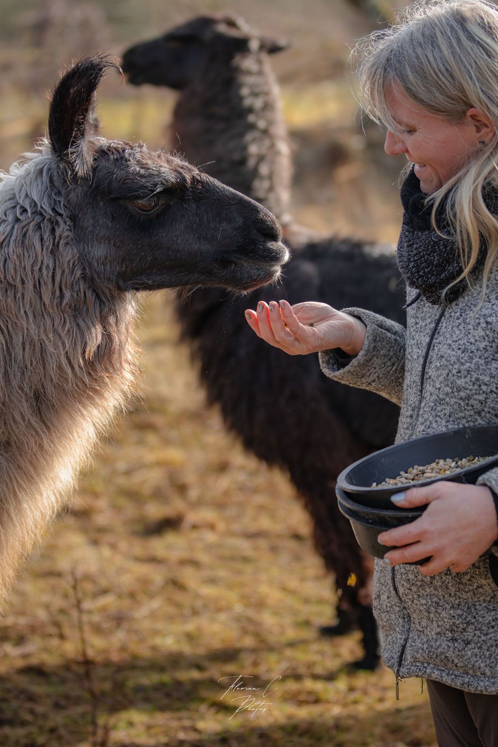 Lama / Soin / Nature / lien humain animal