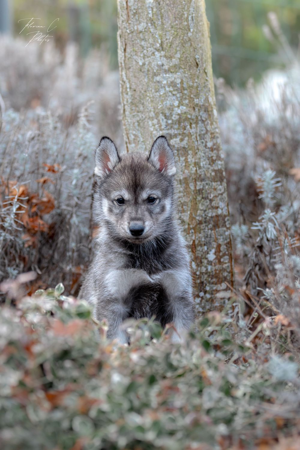 Husky / chiot / 6 semaines
