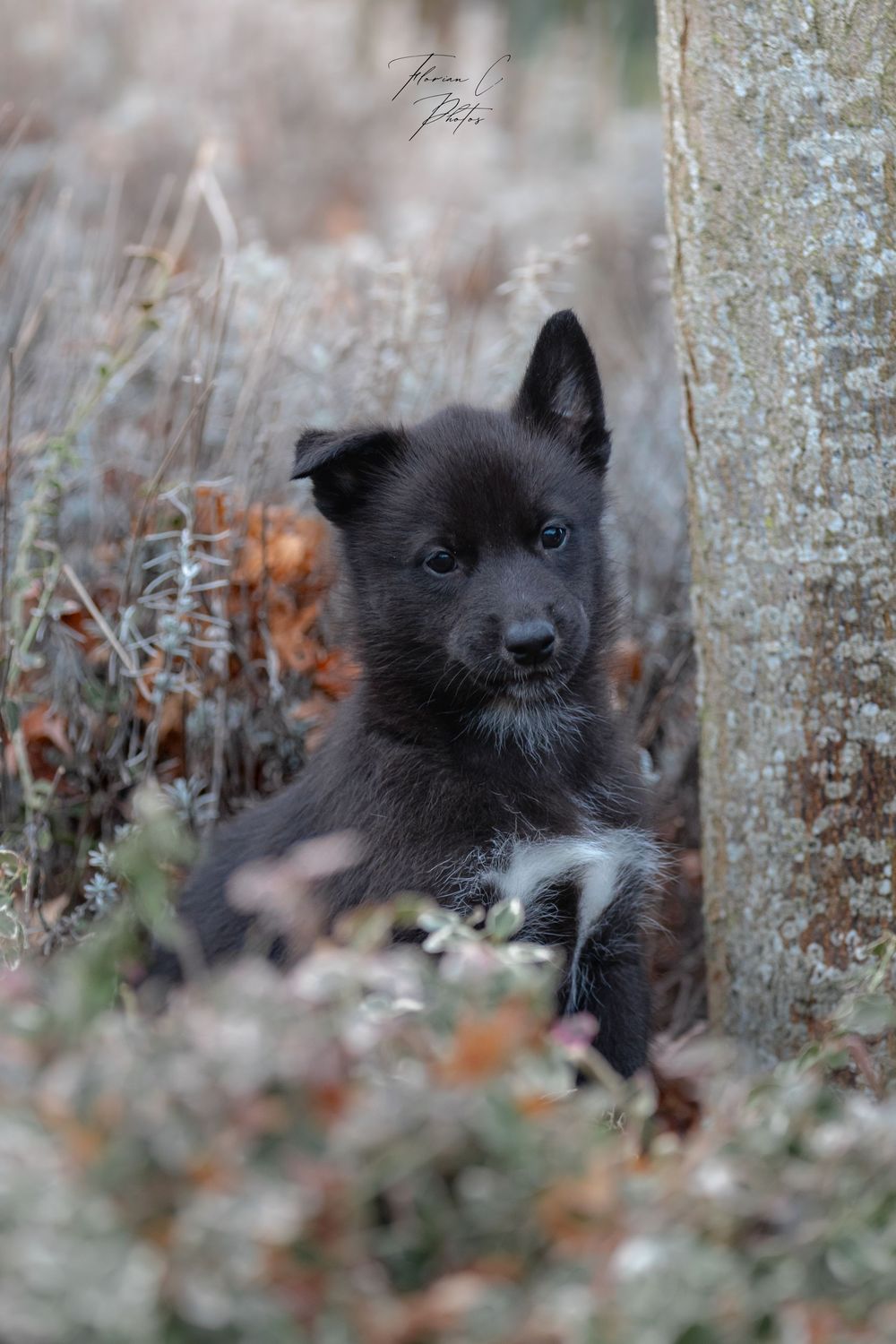Husky / Chiot / 6 semaine / portrait