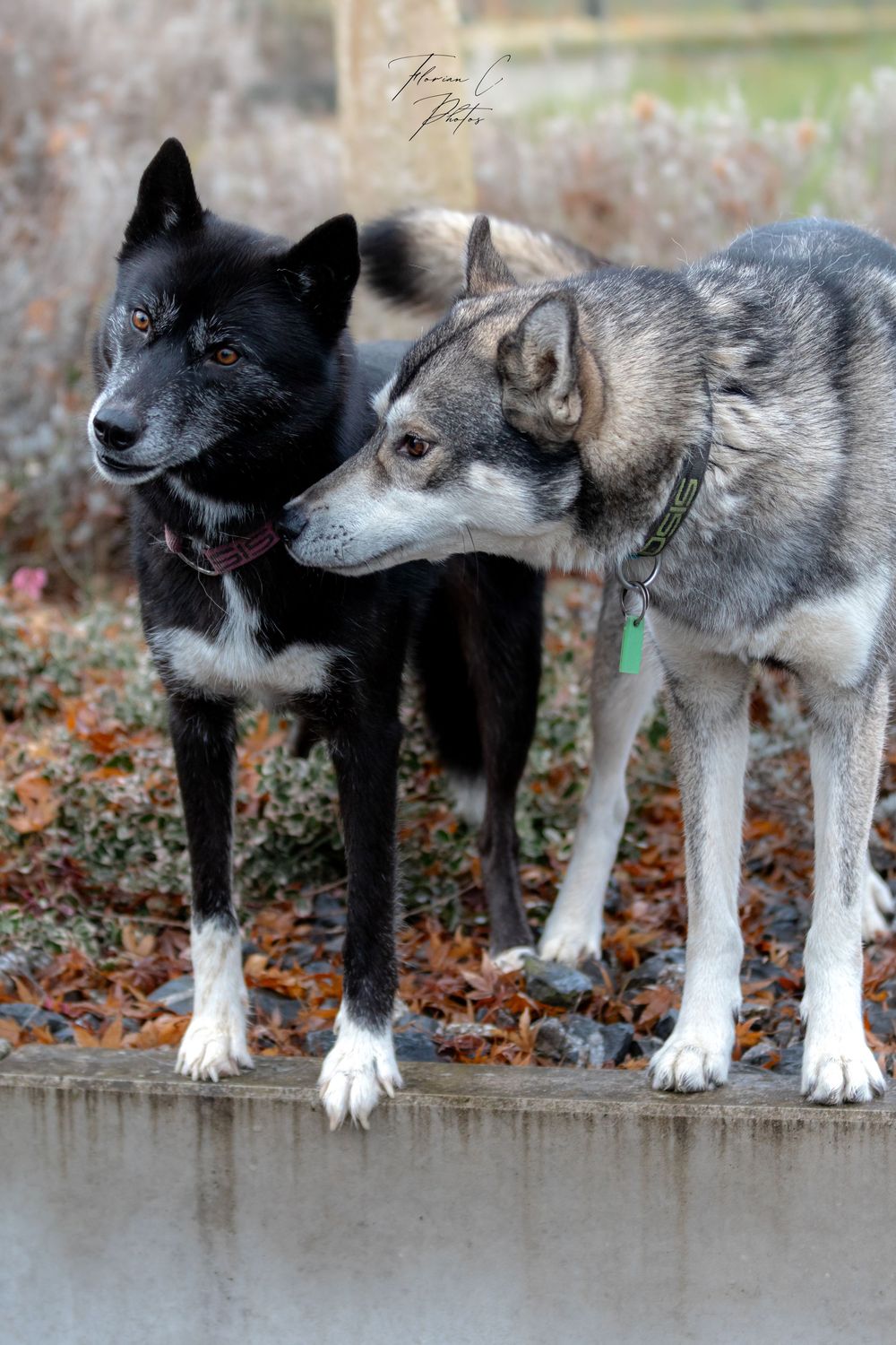 Husky / mâle et femelle / père et mère / photo / alsace / éleveuse