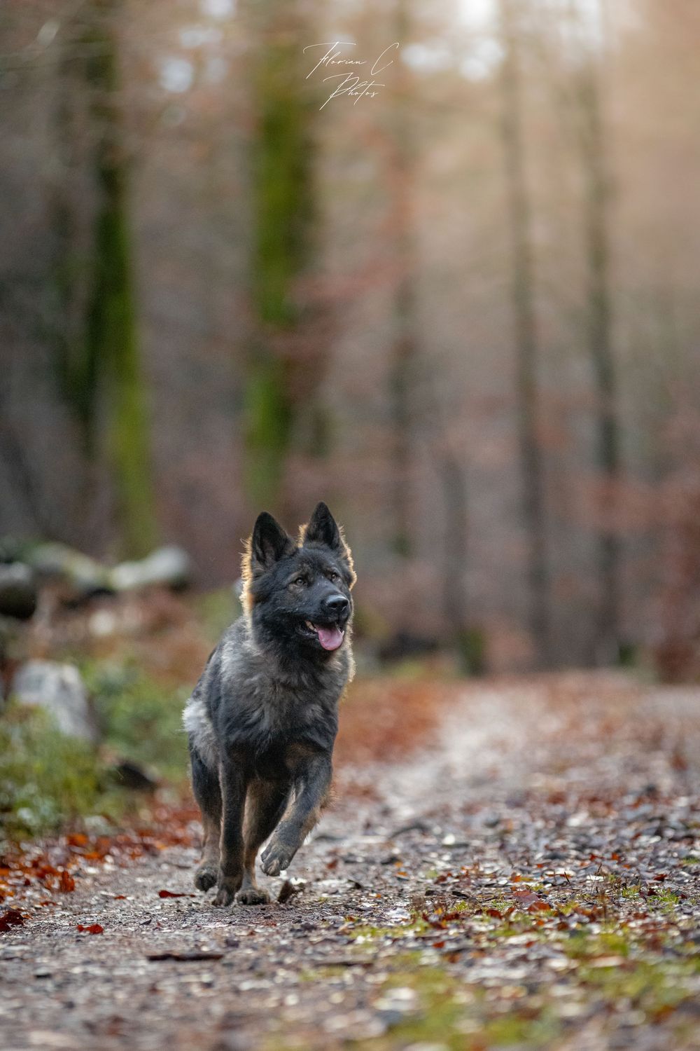 Chien / Altdeutscher Schäferhund / AS / Alsace / Photo
