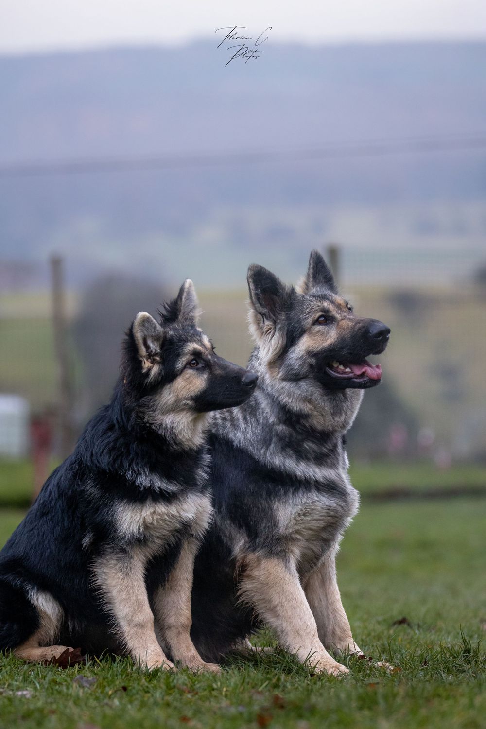 Chien / Altdeutscher Schäferhund / AS / Alsace / Photo / mère & fille