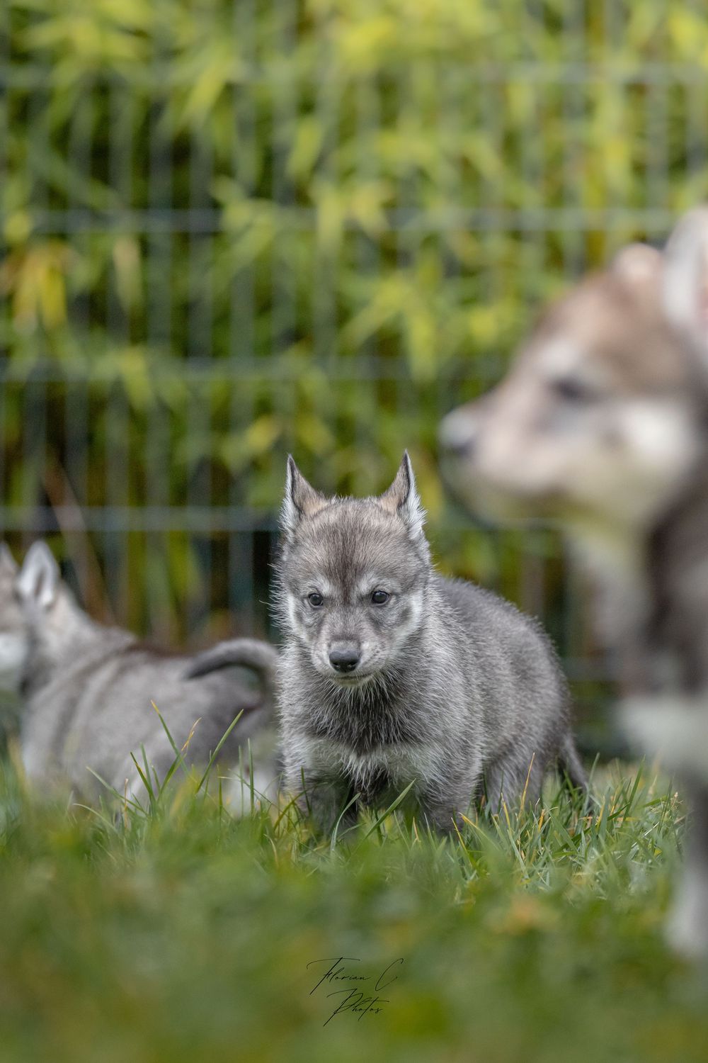 Husky / chiot / portée chiots / 6 semaine / photo / alsace