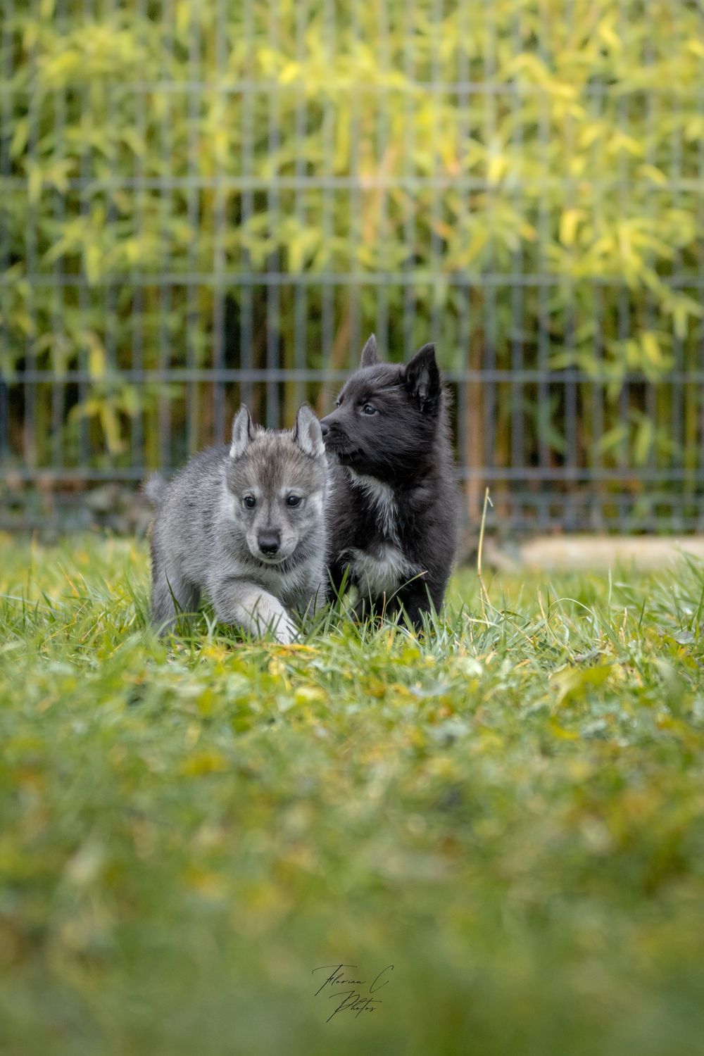 Husky / chiots / 6 semaines