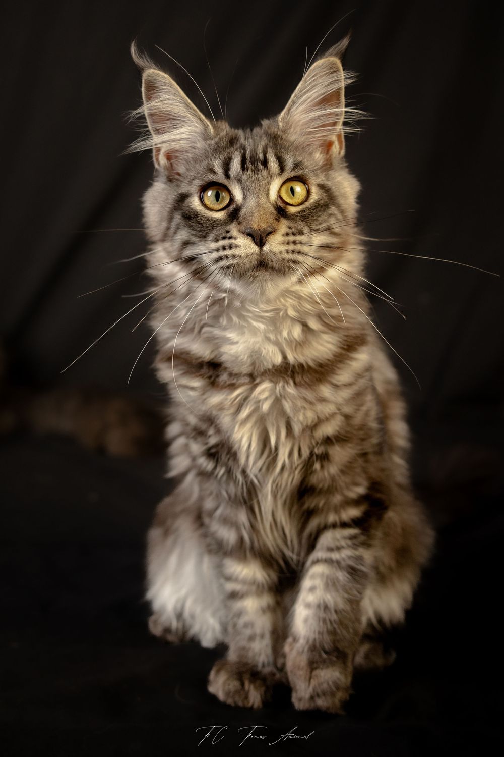 Chat / Main Coon / Eleveuse / Studio Photo / Alsace