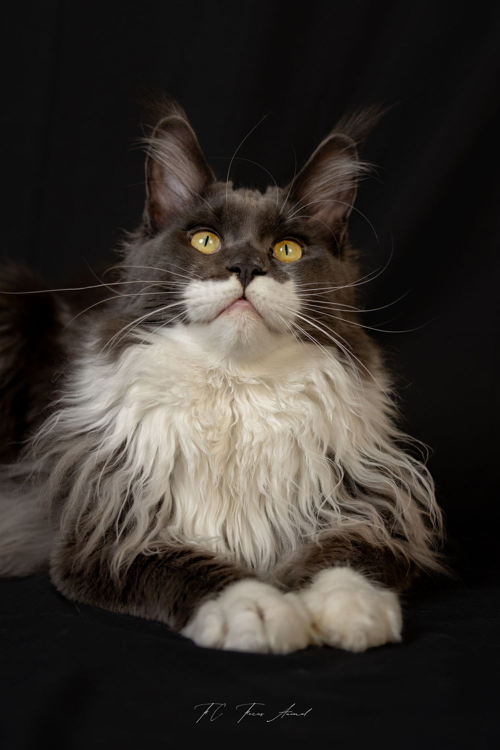 Chat / Main Coon / Studio Photo / Fond noir / Alsace