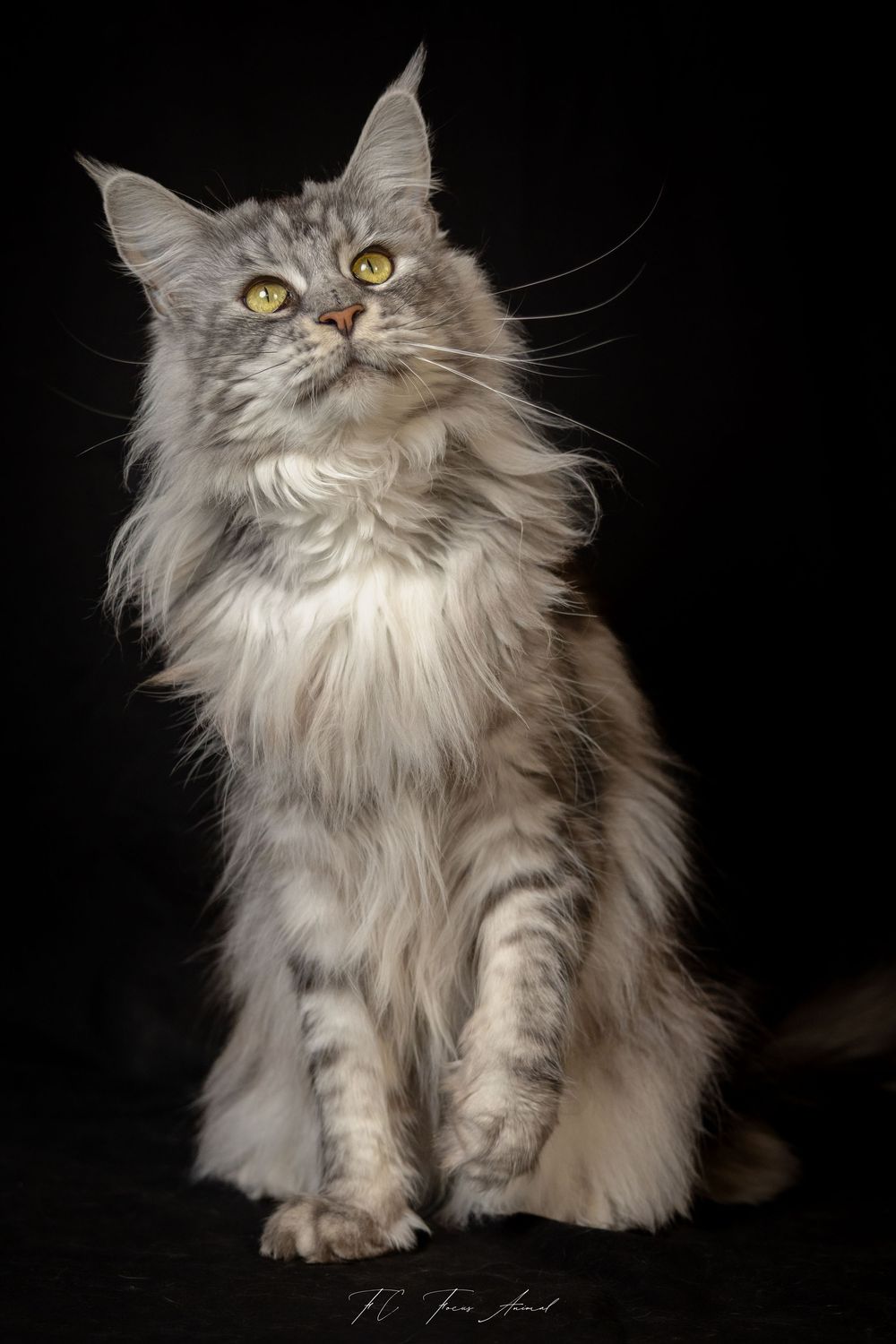 Chat / Main Coon / Studio Photo