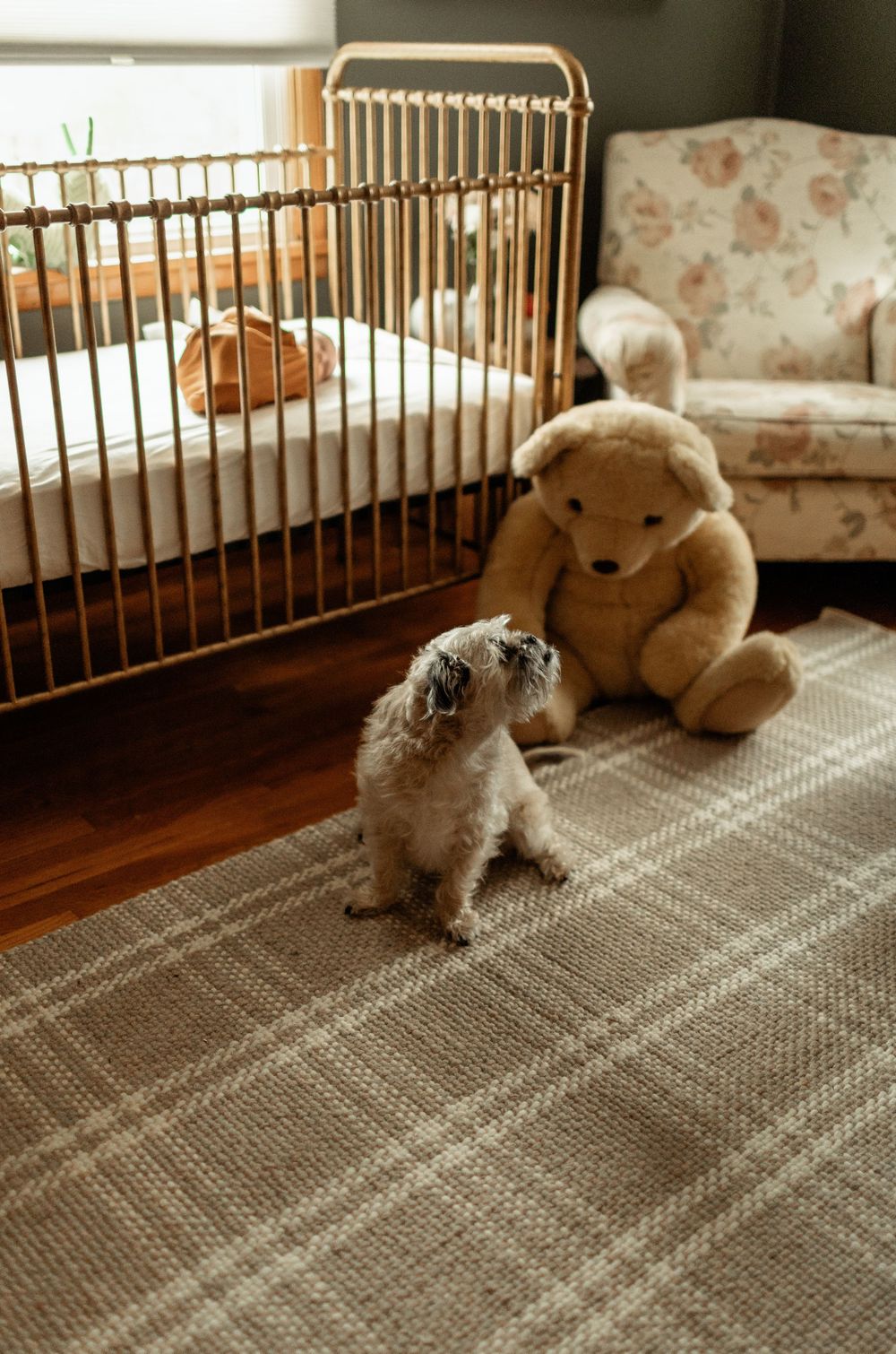 A baby's nursery with a gold crib, teddy bear, and small dog sitting on a plaid rug.
