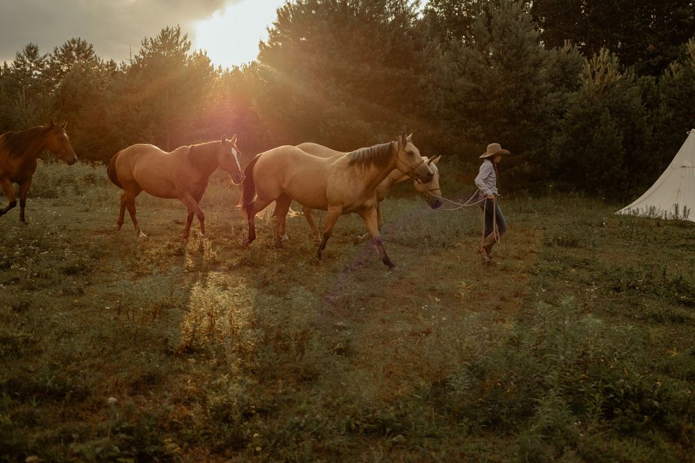 Three horses graze in a golden-lit field at sunset with a teepee visible in the background.